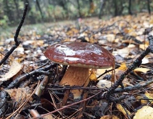 Podgrzybek brunatny