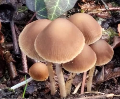 Kruchaweczka