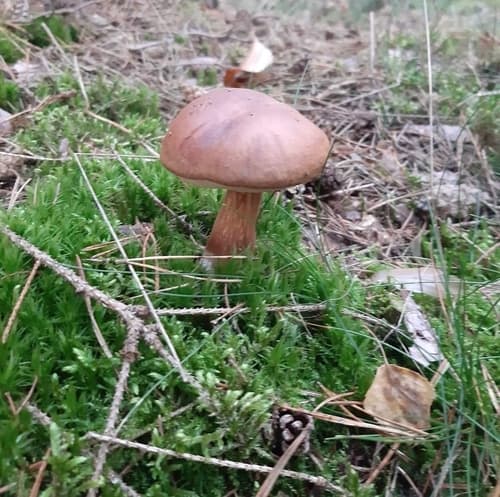 Podgrzybek brunatny