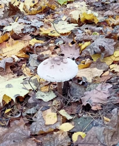 Macrolepiota rhodosperma