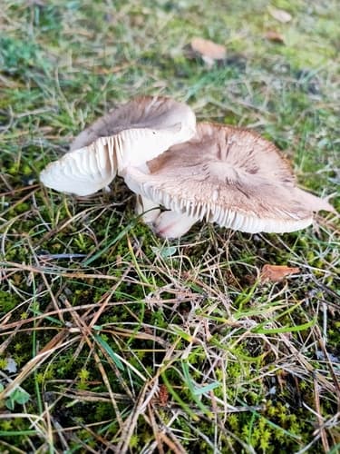 gąska ziemistoblaszkowa