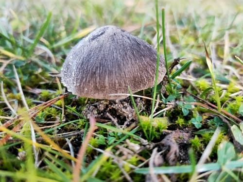gąska ziemistoblaszkowa