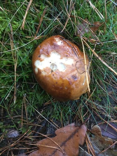 Podgrzybek brunatny
