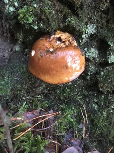 Podgrzybek brunatny