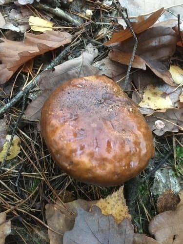 Podgrzybek brunatny