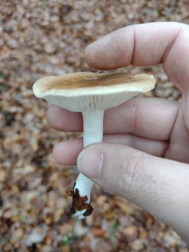 Hygrophorus arbustivus
