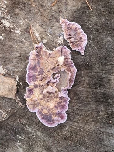 Chrząstkoskórnik purpurowy