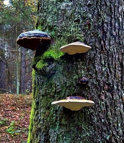 Pniarek obrzeżony