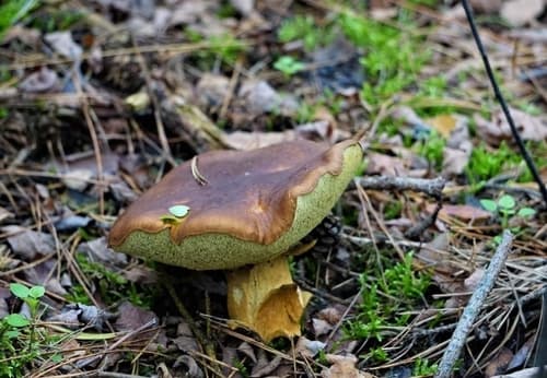 Podgrzybek brunatny