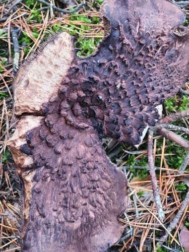 Sarcodon