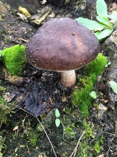 Pluteus