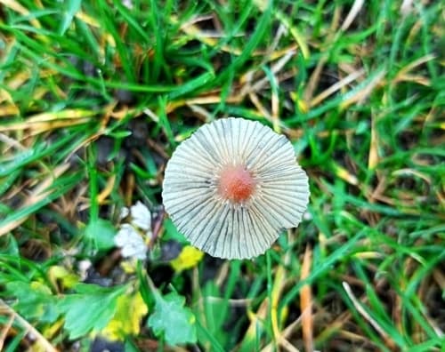 Parasola auricoma