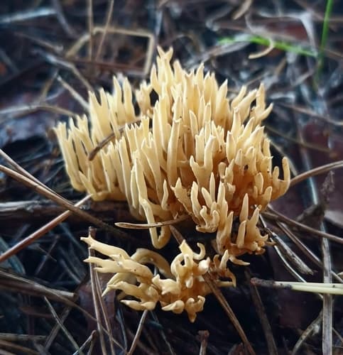 Gomphaceae