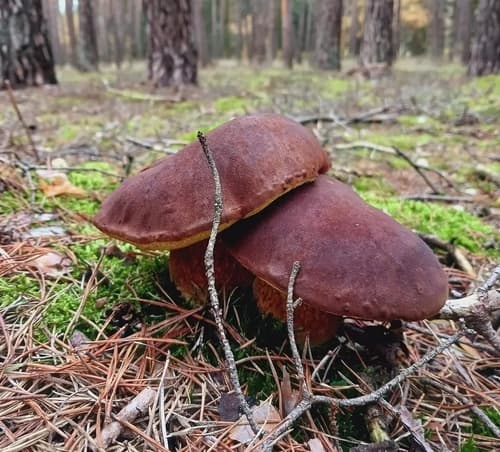 krasnoborowik ceglastopory