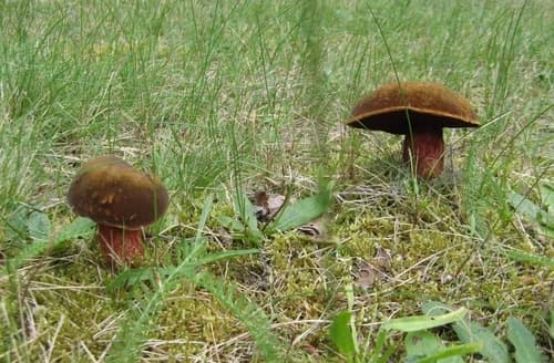 krasnoborowik ceglastopory