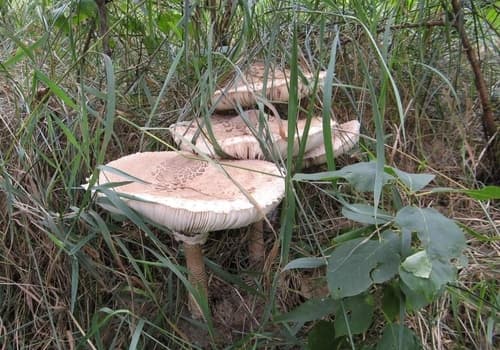 Czubajka kania