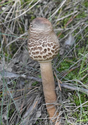 Czubajka kania