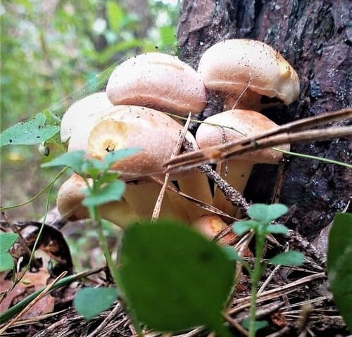 Agaricineae