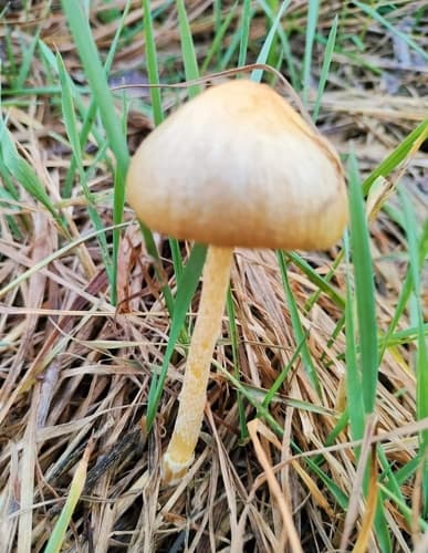 Gnojanka żółtawa