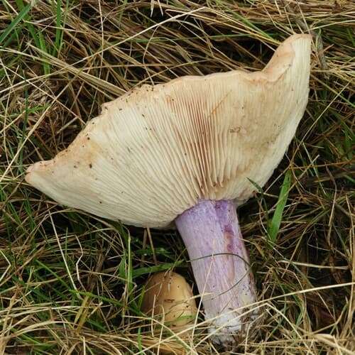Clitocybaceae