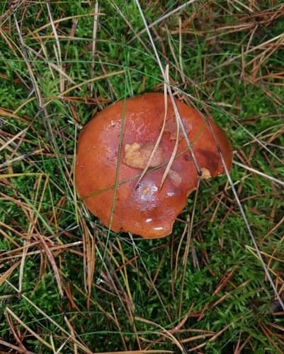 Podgrzybek brunatny