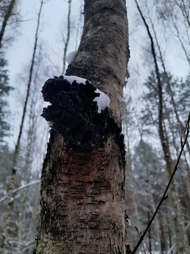 Błyskoporek podkorowy