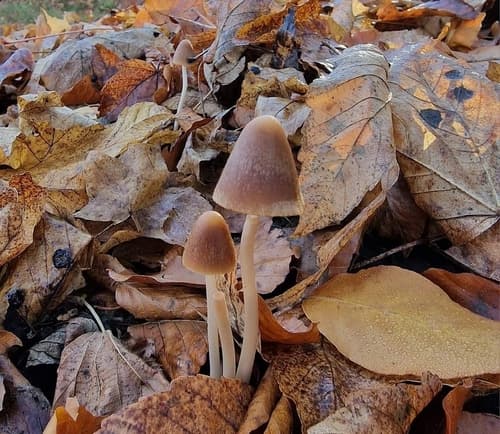 Kruchaweczka twardotrzonowa