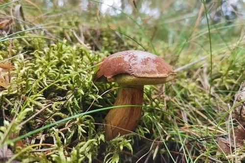 Podgrzybek brunatny
