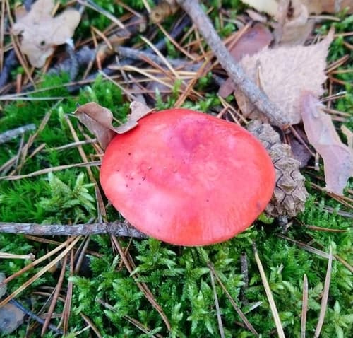 Gołąbek