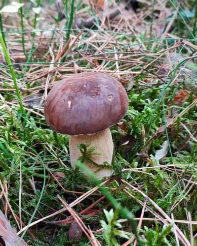 Podgrzybek brunatny