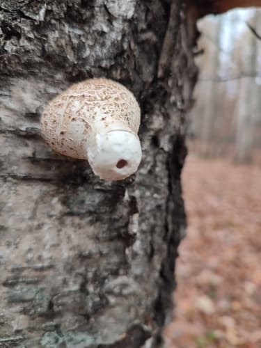 Białoporek brzozowy