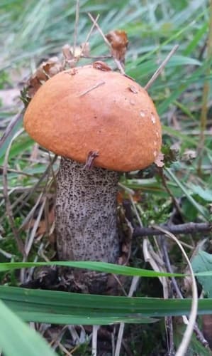 koźlarz pomarańczowożółty