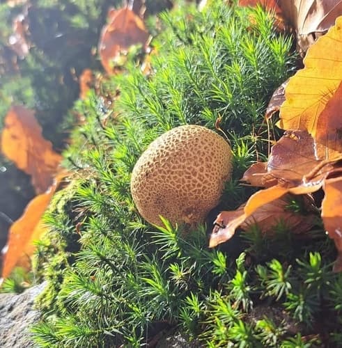 Tęgoskór cytrynowy