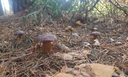 Podgrzybek brunatny