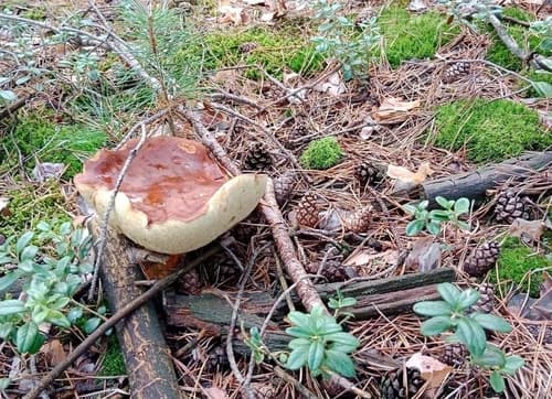 Podgrzybek brunatny