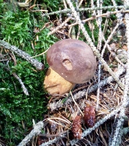 Podgrzybek brunatny