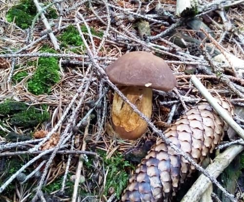 Podgrzybek brunatny
