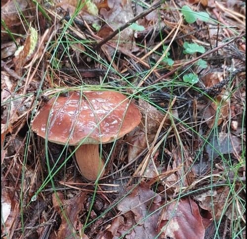 Podgrzybek brunatny