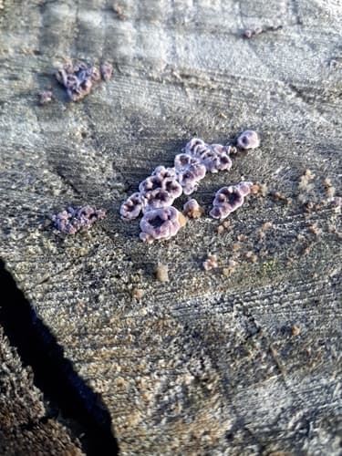 Chrząstkoskórnik purpurowy