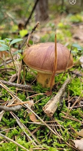 Podgrzybek brunatny