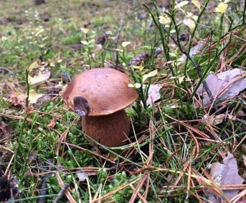 Podgrzybek brunatny