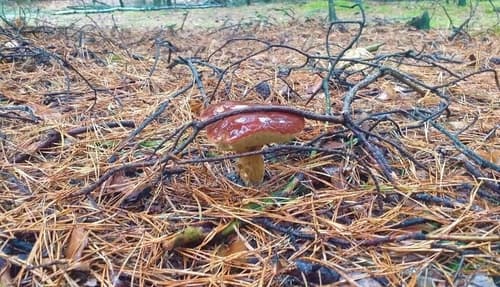 Podgrzybek brunatny