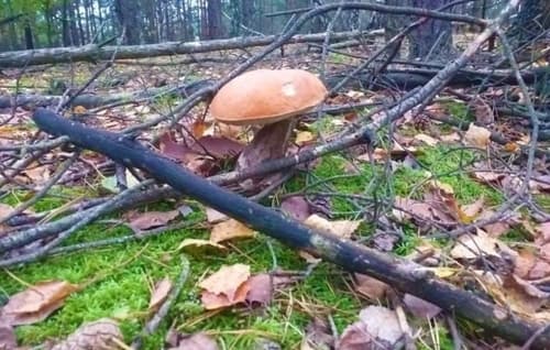 Koźlarz czerwony