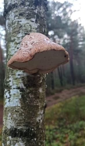 Białoporek brzozowy