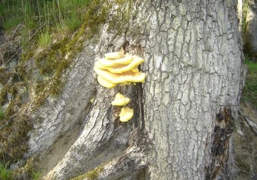Żółciak siarkowy