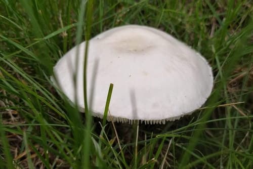 Pieczareczka różowoblaszkowa