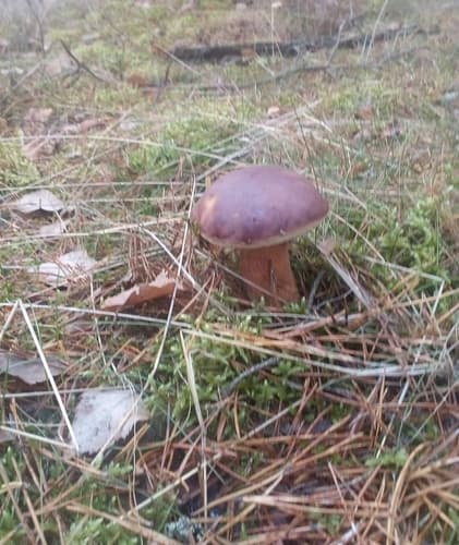 Podgrzybek brunatny
