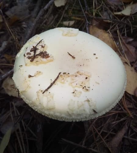 Muchomor cytrynowy