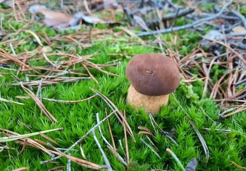 Podgrzybek brunatny