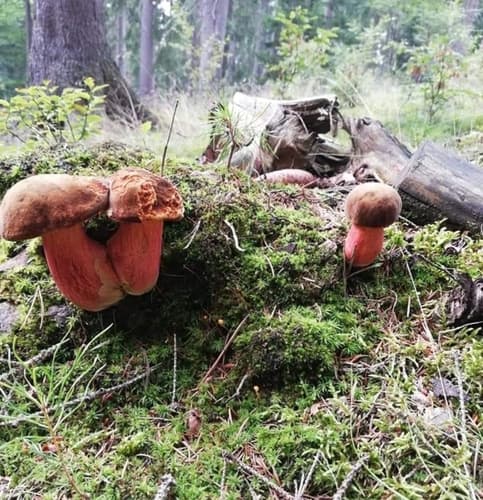 krasnoborowik ceglastopory